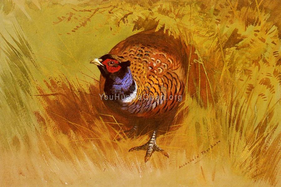 A Cock Pheasant - 阿奇博尔德·索伯恩